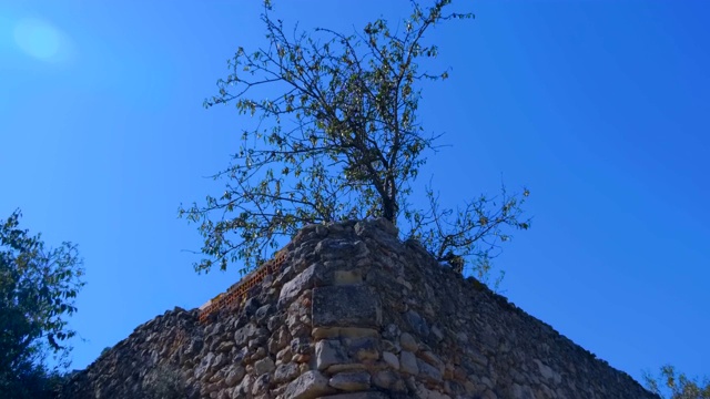 一处旅游景点的古老石墙的一角长着一棵树视频素材