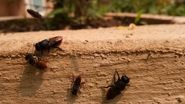 蜜蜂是飞行的昆虫，与黄蜂和蚂蚁密切相关视频素材