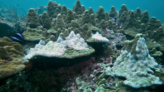 刺冠海星对水下珊瑚白化环境的破坏视频素材