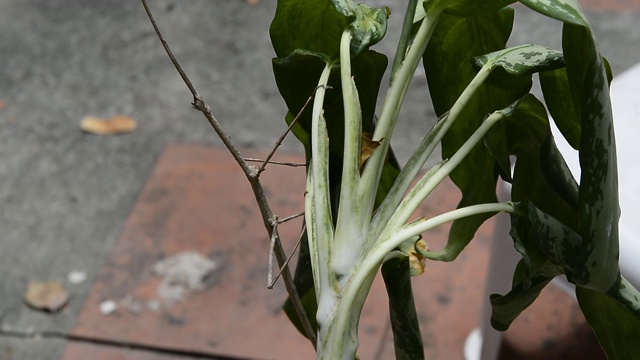 竹节虫。视频素材