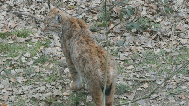 山猫在森林里的树叶中走来走去视频素材