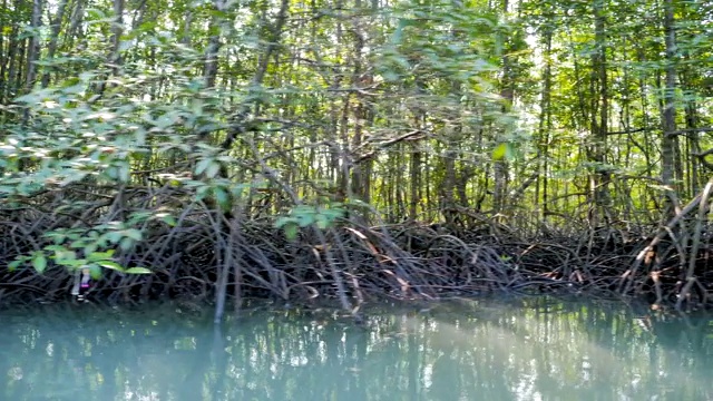 船观近河口红树林，保护海洋自然环境视频素材