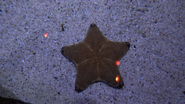 海星躺在沙底。海洋生物的特写视频素材