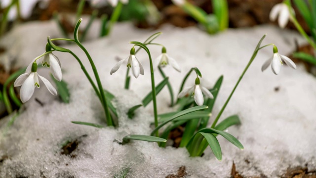 速溶的雪和盛开的雪花莲在春天时光流逝视频素材