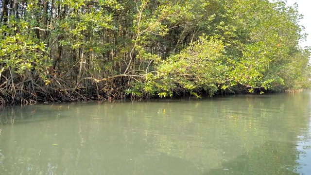 船观近河口红树林，保护海洋自然环境视频素材