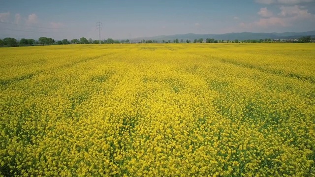 菜籽田视频素材