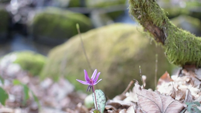 春天森林花视频素材