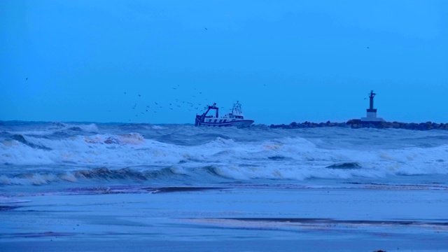 海鸥在暴风雨的海岸上，等待着，海浪带来什么食物视频素材