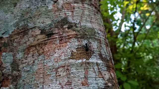 近距离的黑蚂蚁在树上行走视频素材