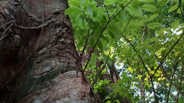 近距离的黑蚂蚁在树上行走视频素材