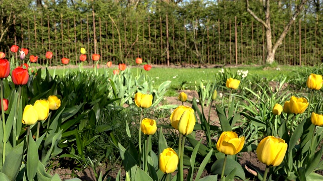 五颜六色的郁金香花在阳光明媚的春天公园里，花园里。4 k视频素材