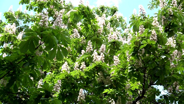 七叶树开花，蜜蜂采集花蜜。4 k视频素材