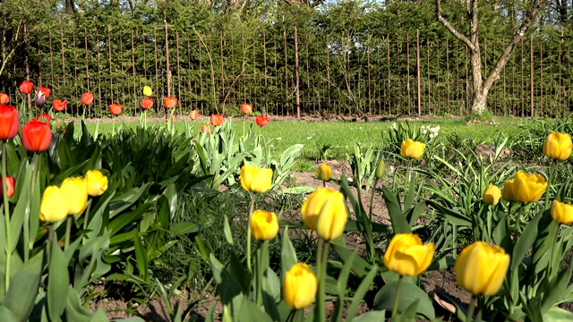 鲜艳多彩的郁金香花在阳光明媚的春天公园，花园里。4 k视频素材