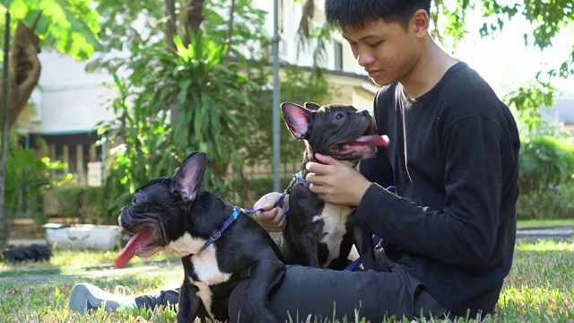 这个男孩正在和一只法国斗牛犬玩。视频素材