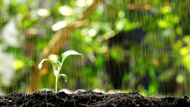 绿芽在雨中生长的概念视频素材