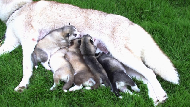 西伯利亚哈士奇幼犬吃母乳。视频素材