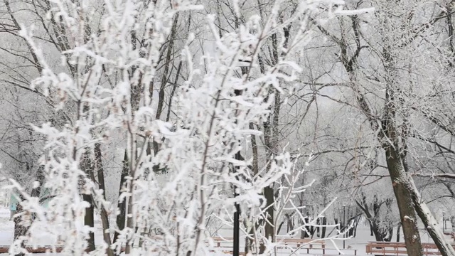 被白雪覆盖的城市公园视频素材