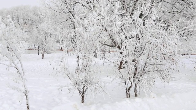 被白雪覆盖的城市公园视频素材