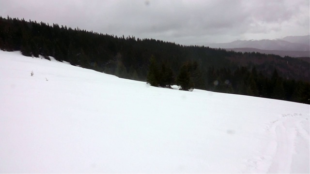 冬季景观树木在暴风雪中视频素材