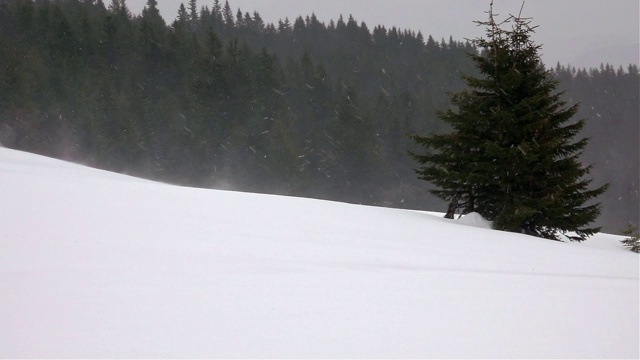 冬季景观树木在暴风雪中视频素材