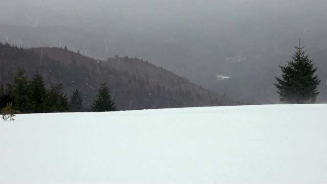 冬季景观树木在暴风雪中视频素材