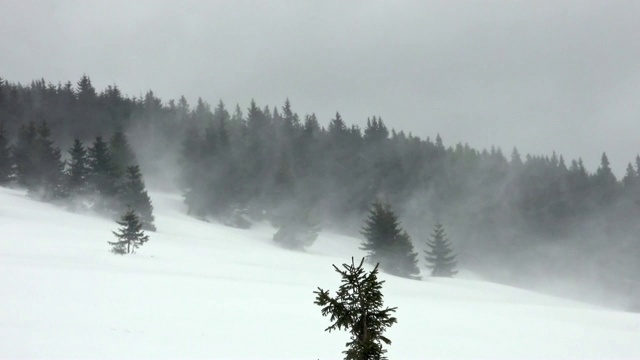 冬季景观树木在暴风雪中视频素材