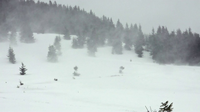 冬季景观树木在暴风雪中视频素材