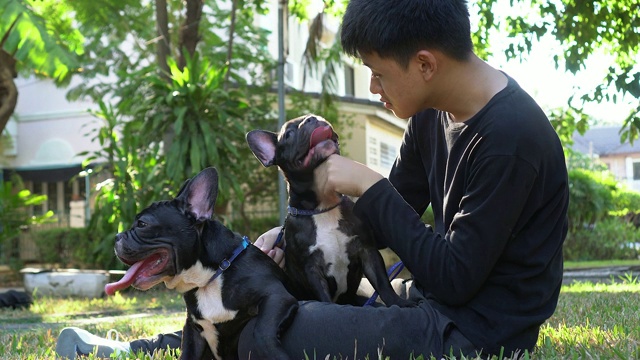 这个男孩正在和一只法国斗牛犬玩。视频素材