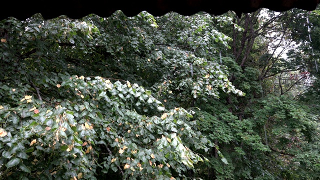 雨滴从屋顶落下。菩提树的枝叶上洒满了雨。视频素材