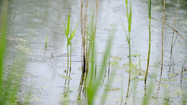 雨在水视频素材