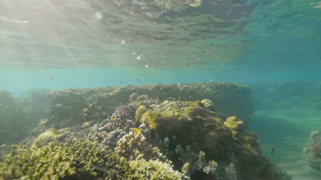 热带鱼游泳附近的珊瑚礁在绿松石海上的阳光背景。水下观看珊瑚礁和水下世界在透明的海洋。视频素材