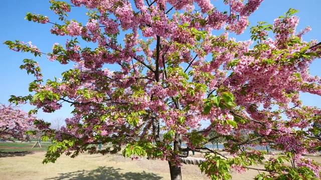 春花系列:微风中樱花枝头一簇簇盛开，蜜蜂在枝头采蜜，近景，4K电影，慢镜头。视频素材