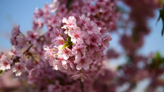 春花系列:微风中樱花枝头一簇簇盛开，蜜蜂在枝头采蜜，近景，4K电影，慢镜头。视频素材