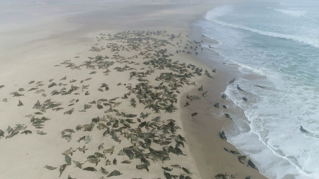 4k空中鸟瞰一群躺在纳米比亚纳米布沙漠海岸线上的开普毛皮海豹视频素材