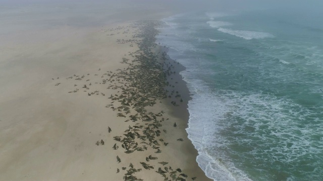 4k空中飞行，在纳米比亚纳米布沙漠的海岸线上看到了一大群Cape fur seals视频素材