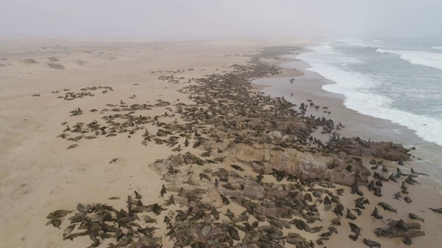 在纳米比亚纳米布沙漠的海岸线上，一群巨大的开普毛皮海豹的4k高空鸟瞰图视频素材