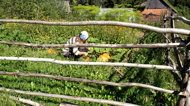 农家女孩为万圣节种植南瓜蔬菜。4 k视频素材