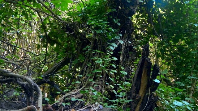 森林中不可逾越的树木、灌木、藤本植物和其他植物的灌丛视频素材