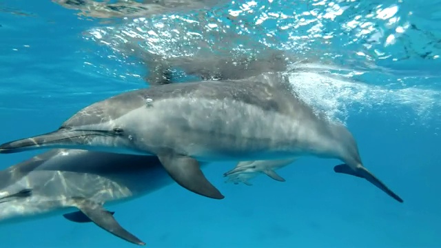 一群海豚慢慢靠近，游得很近。旋转海豚(Stenella longirostris)，水下拍摄，Сloseup。视频素材