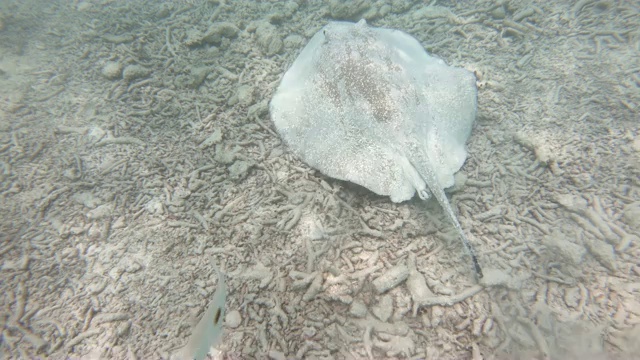 在马尔代夫海的珊瑚沙上水下游动的黄貂鱼视频素材