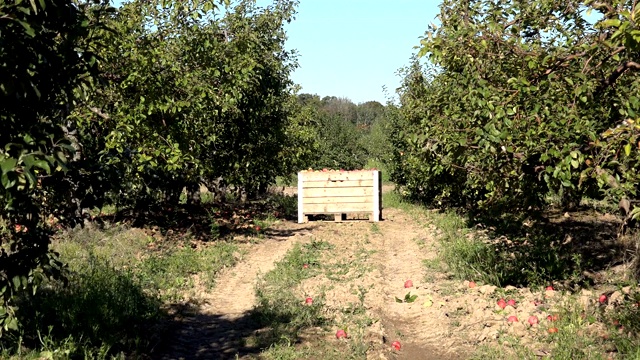 新鲜多汁的苹果果实在木箱苹果树种植园。4 k视频素材