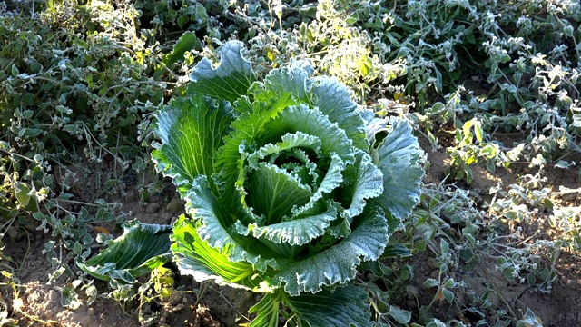 农场种植的初秋清晨冻白菜。放大。视频素材