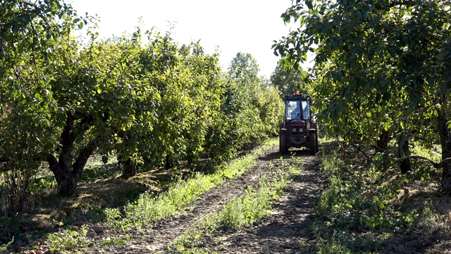 农用拖拉机在收获季节开苹果树种植园。4 k视频素材