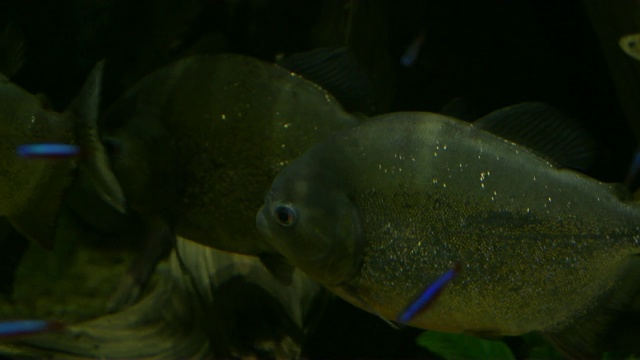 水族的红肚皮食人鱼 - 皮戈森特鲁斯湿润视频素材