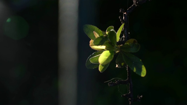 植物视频素材