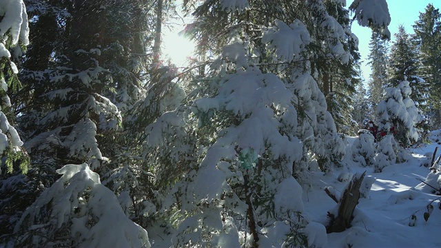 雪中的圣诞树视频素材