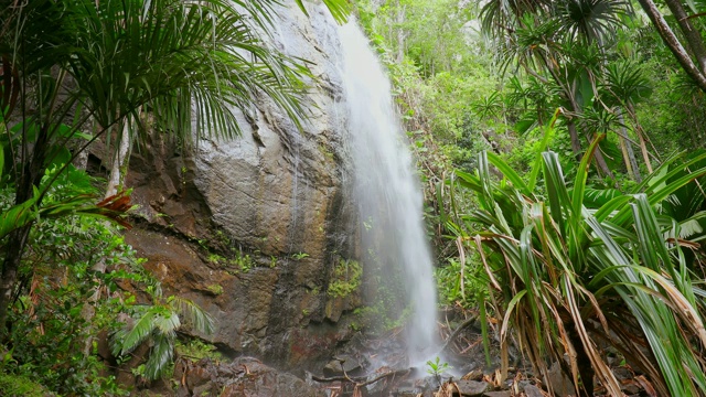 隐藏的瀑布在Vallée de Mai棕榈树森林在Praslin岛，塞舌尔，印度洋群岛国家视频素材