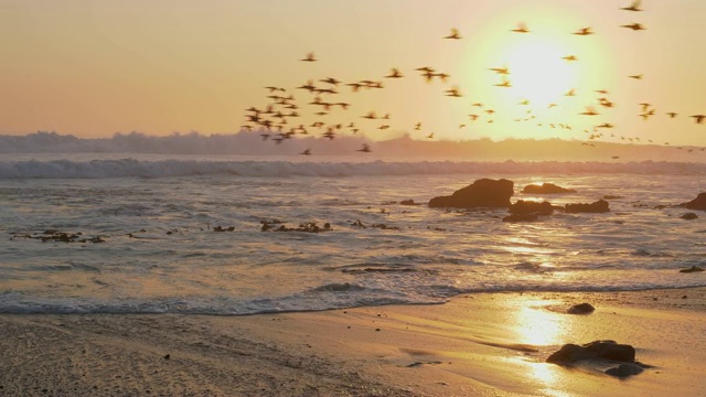 纳米比亚骷髅海岸国家公园，鸬鹚在海浪上飞翔，背景是夕阳视频素材