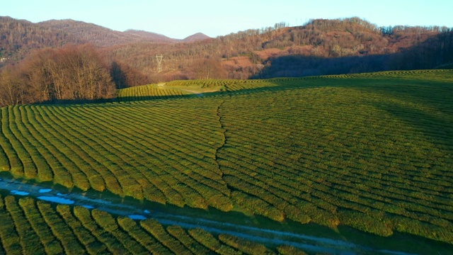 无人机的航拍照片。茶园鸟瞰。Macesta茶。世界上最北的茶叶。日落。视频素材