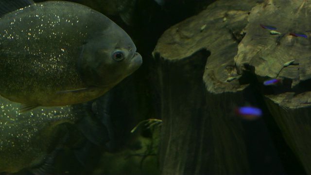 水族箱中的红腹水虎鱼-水虎鱼视频素材